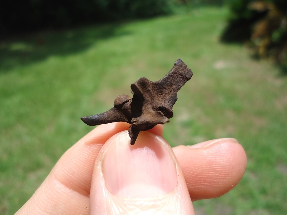 Large image 2 Fully Intact Diamondback Rattlesnake Vertebra