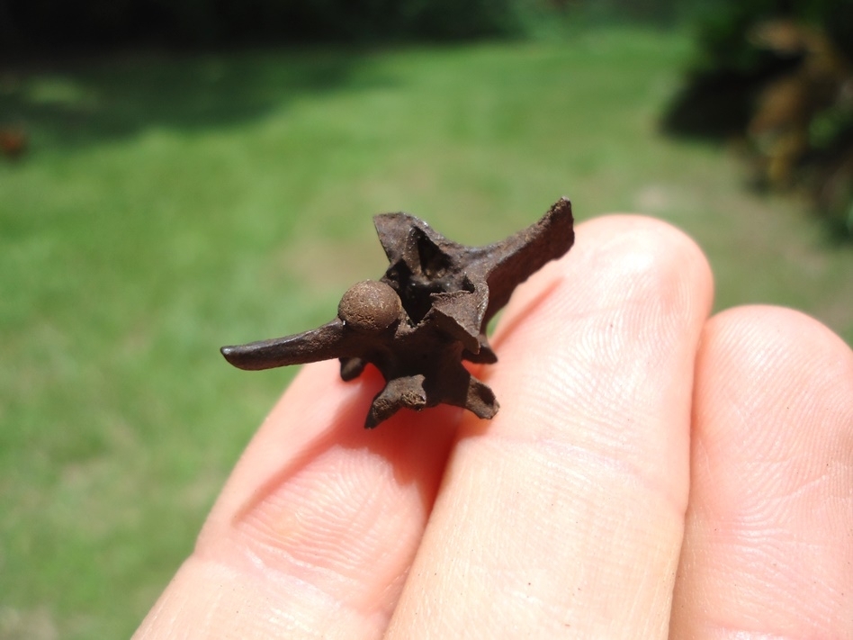 Large image 3 Fully Intact Diamondback Rattlesnake Vertebra