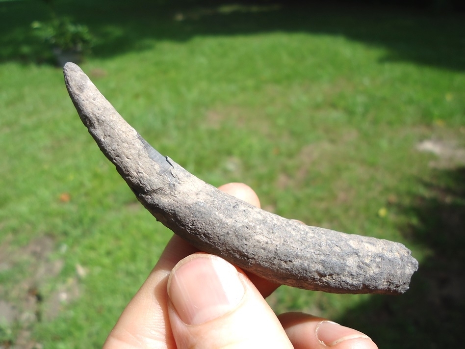 Large image 1 Quality Sperm Whale Tooth