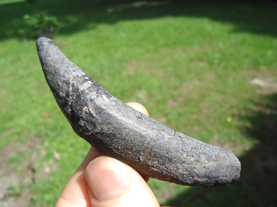 Large image 1 Quality Sperm Whale Tooth