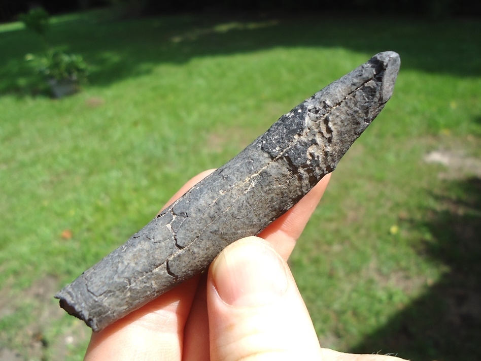 Large image 2 Quality Sperm Whale Tooth