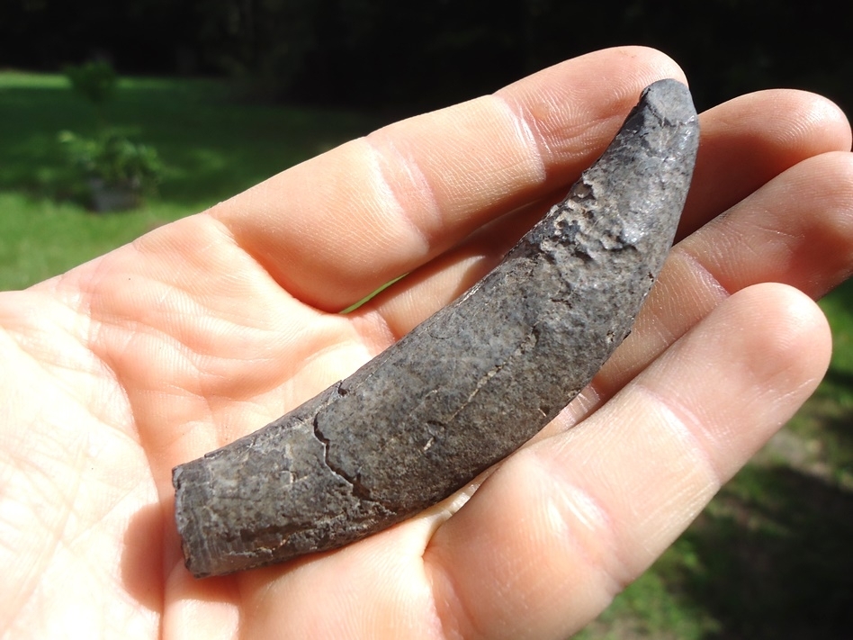 Large image 3 Quality Sperm Whale Tooth