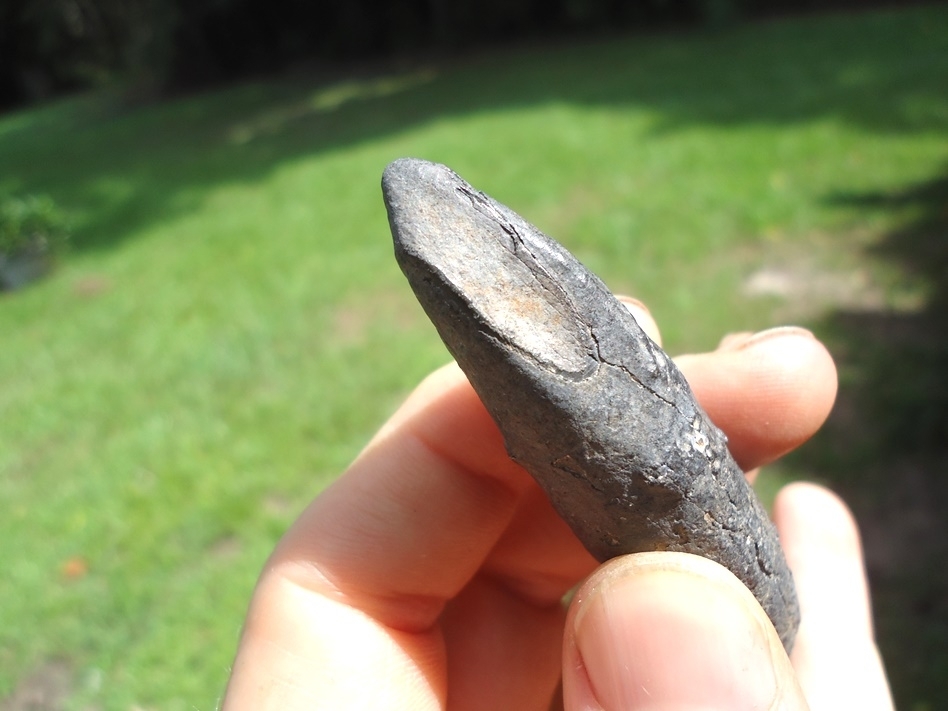 Large image 4 Quality Sperm Whale Tooth