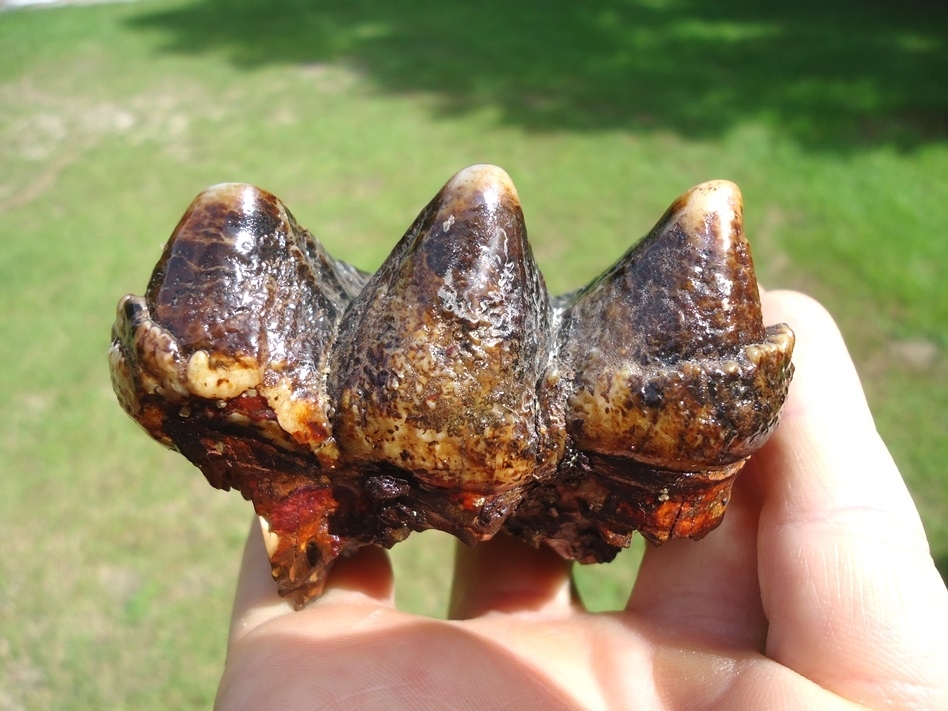 Large image 1 Colorful Three Hump Mastodon Tooth