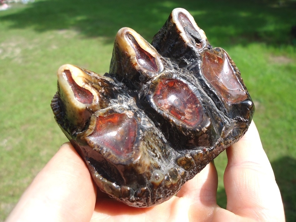 Large image 2 Colorful Three Hump Mastodon Tooth