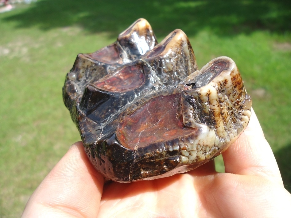 Large image 4 Colorful Three Hump Mastodon Tooth