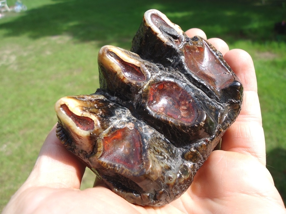 Large image 6 Colorful Three Hump Mastodon Tooth