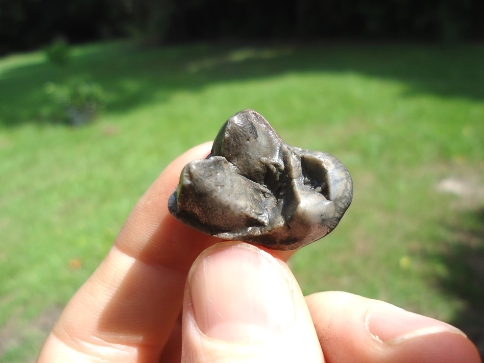 Large image 1 Extra Large Dire Wolf Upper Molar