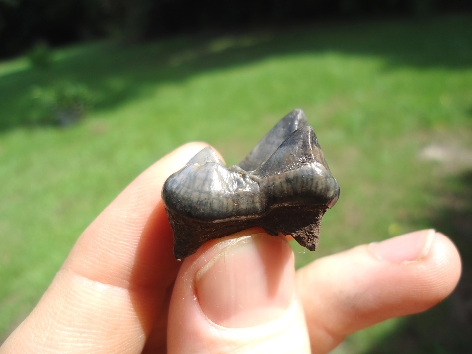 Large image 3 Extra Large Dire Wolf Upper Molar