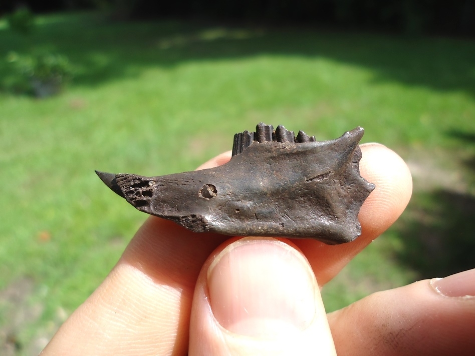 Large image 1 Quality Rabbit Mandible