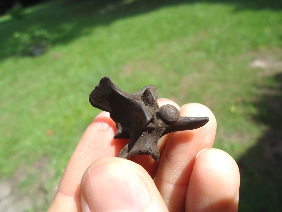 Large image 3 Top Quality Diamondback Rattlesnake Vertebra