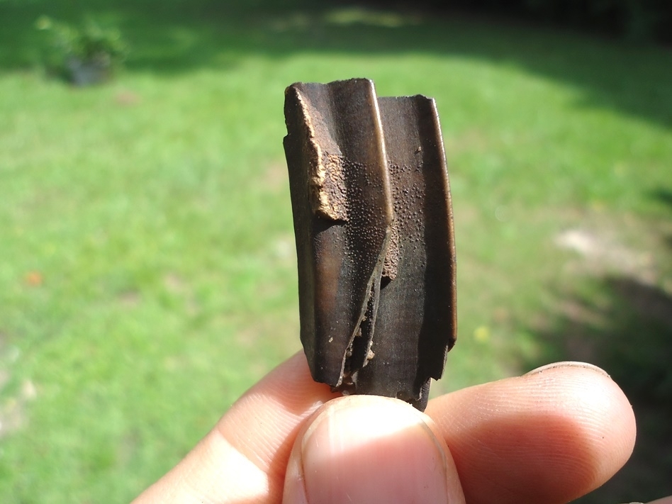 Large image 1 Quality Capybara Tooth