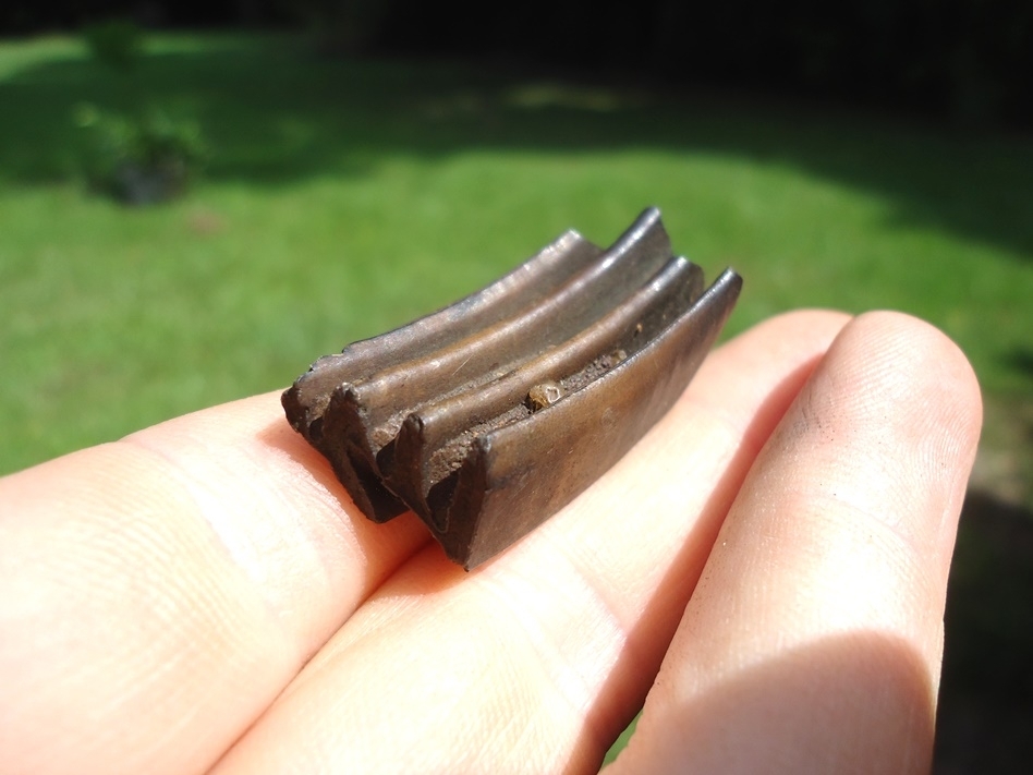 Large image 3 Quality Capybara Tooth