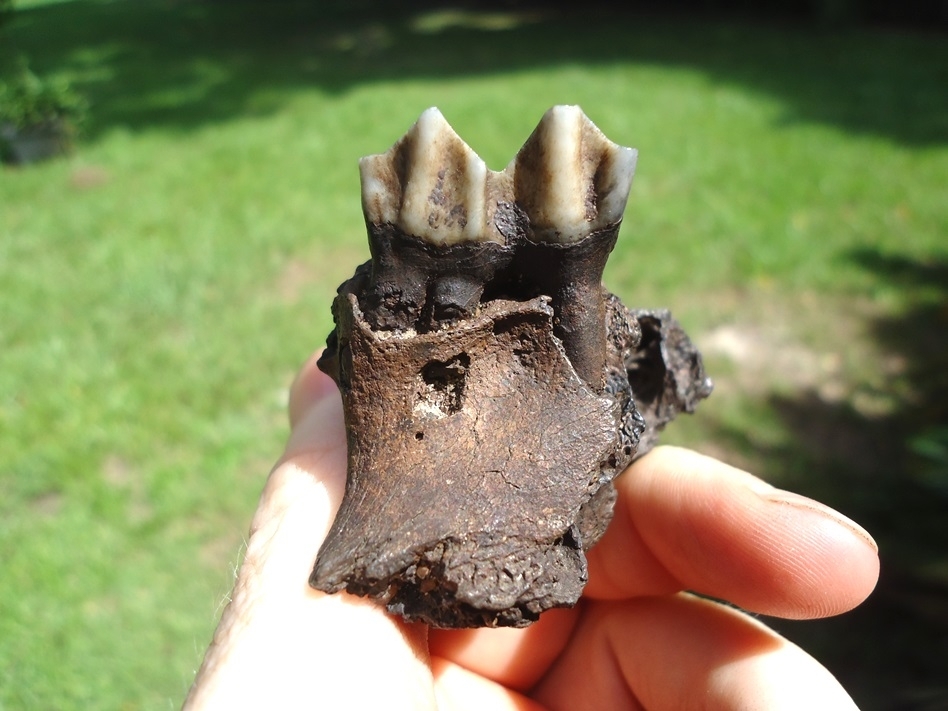 Large image 1 Nice Llama Molar in Section of Maxilla