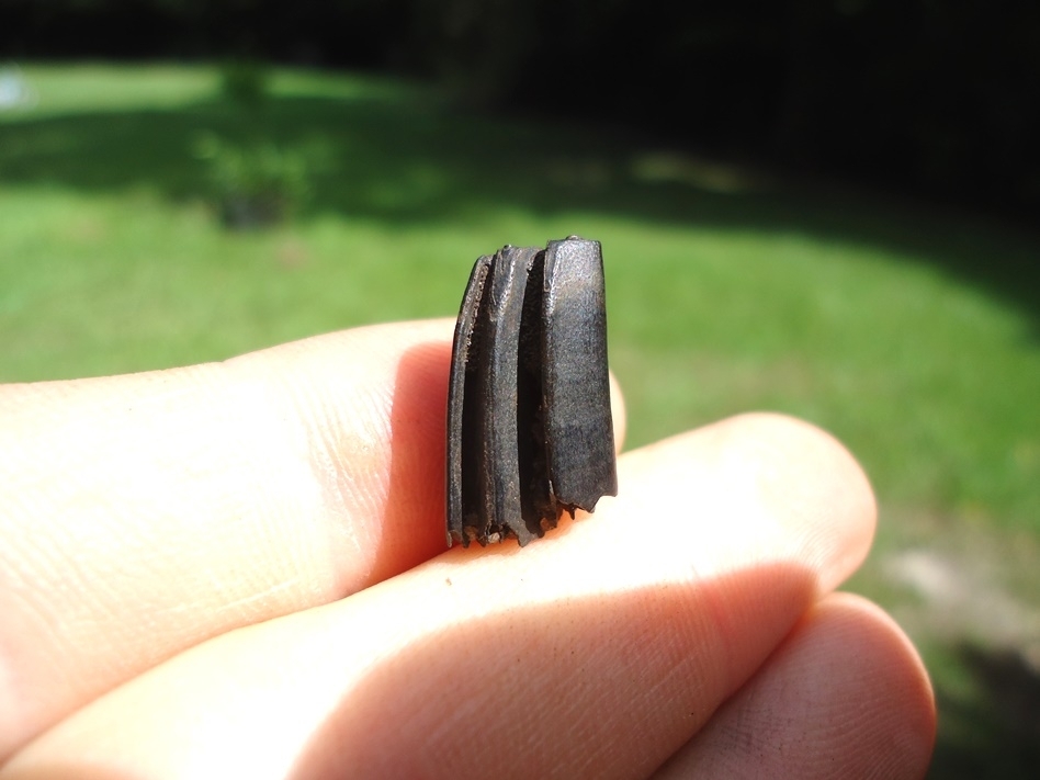 Large image 1 Very Rare Baby Capybara Tooth