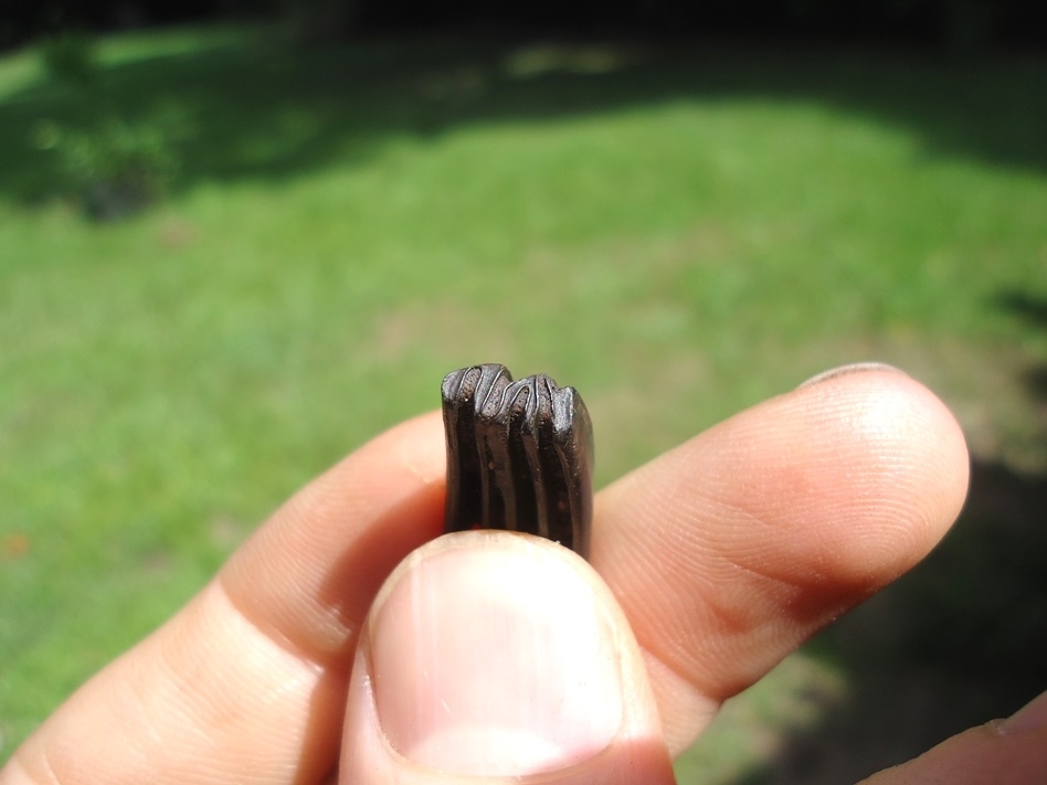 Large image 2 Very Rare Baby Capybara Tooth