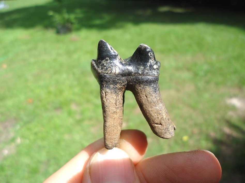 Large image 1 Incredible Fully Rooted Tapir Molar