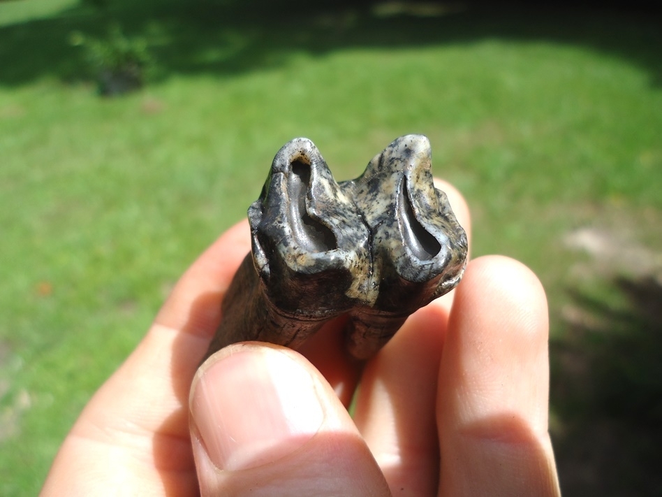 Large image 2 Incredible Fully Rooted Tapir Molar