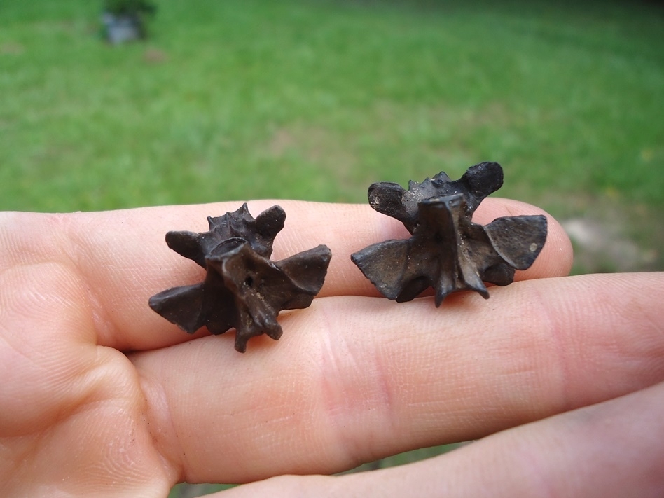 Large image 1 Two Extra Large Fresh Water Salamander Vertebrae