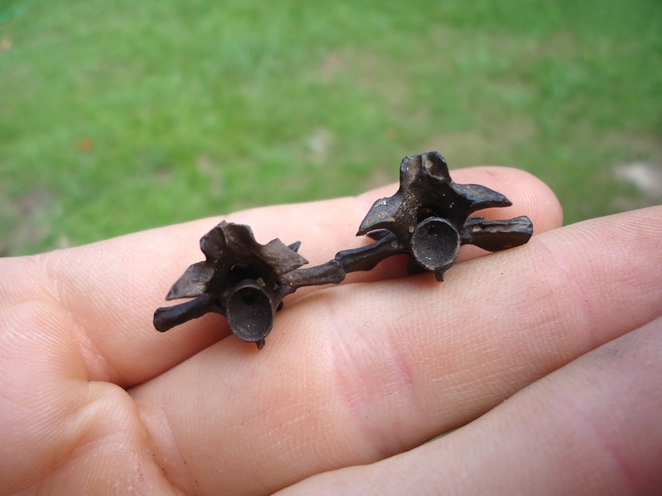 Large image 2 Two Extra Large Fresh Water Salamander Vertebrae