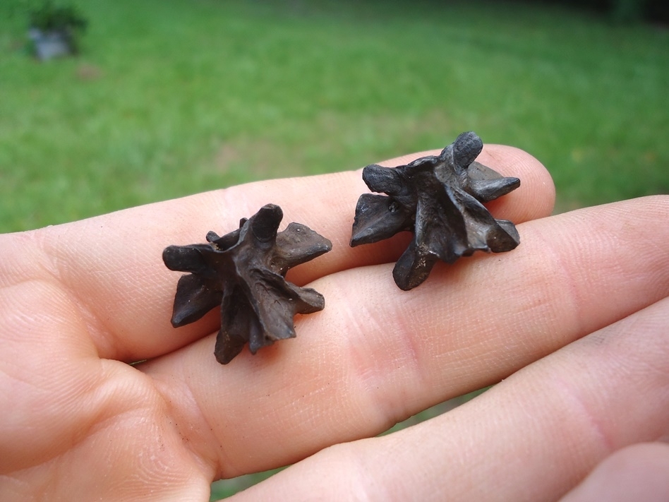 Large image 3 Two Extra Large Fresh Water Salamander Vertebrae