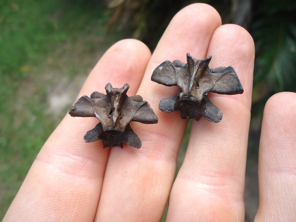 Large image 4 Two Extra Large Fresh Water Salamander Vertebrae