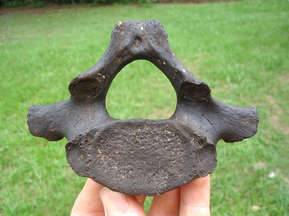 Large image 1 Quality Manatee Vertebra