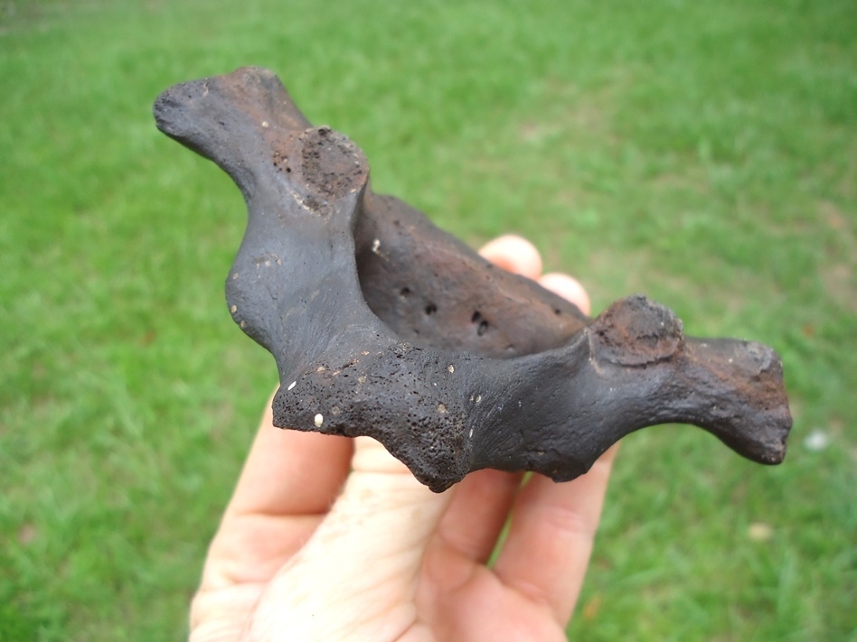 Large image 2 Quality Manatee Vertebra