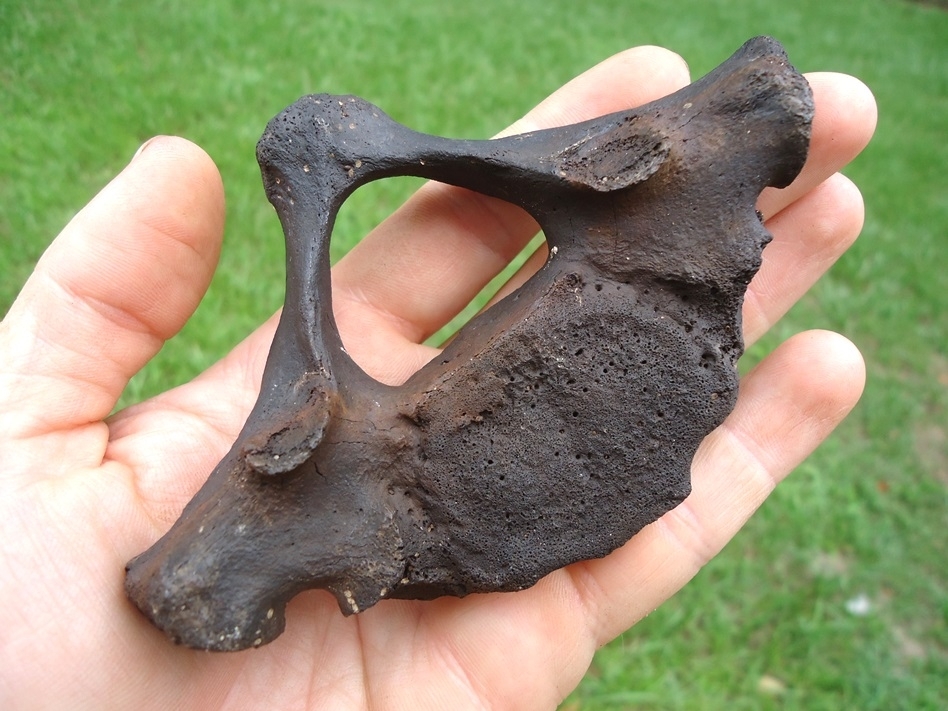 Large image 3 Quality Manatee Vertebra