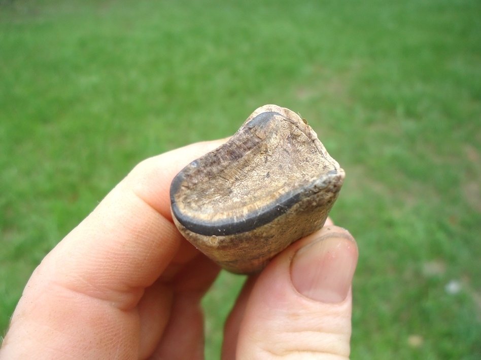 Large image 2 Quality Megalonyx Sloth Tooth