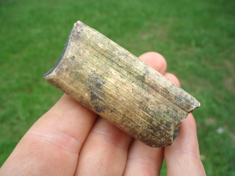 Large image 3 Quality Megalonyx Sloth Tooth