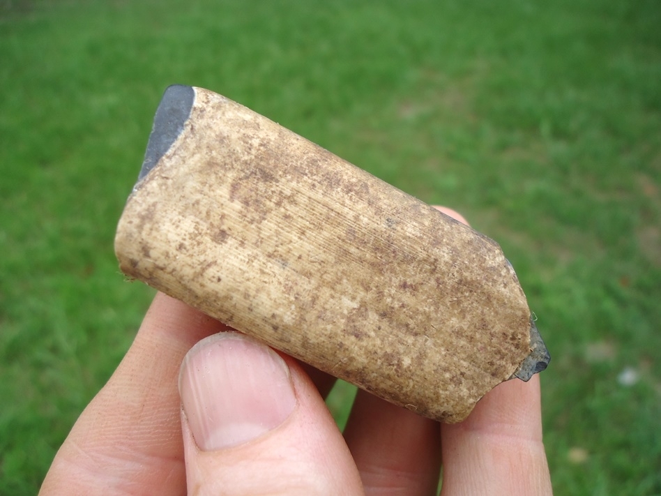 Large image 4 Quality Megalonyx Sloth Tooth