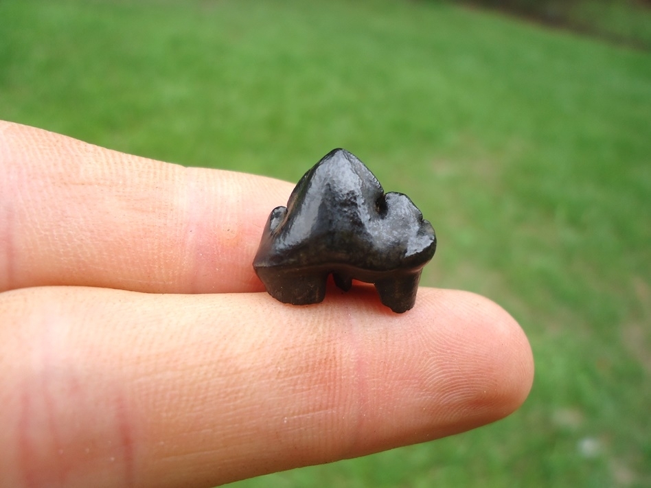 Large image 1 Gorgeous Glossy Black Jaguar Premolar