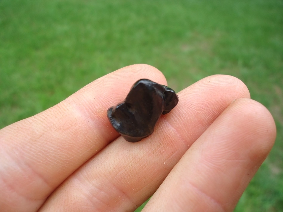 Large image 2 Gorgeous Glossy Black Jaguar Premolar