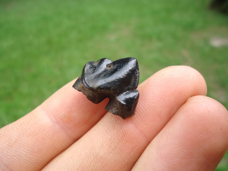 Large image 3 Gorgeous Glossy Black Jaguar Premolar