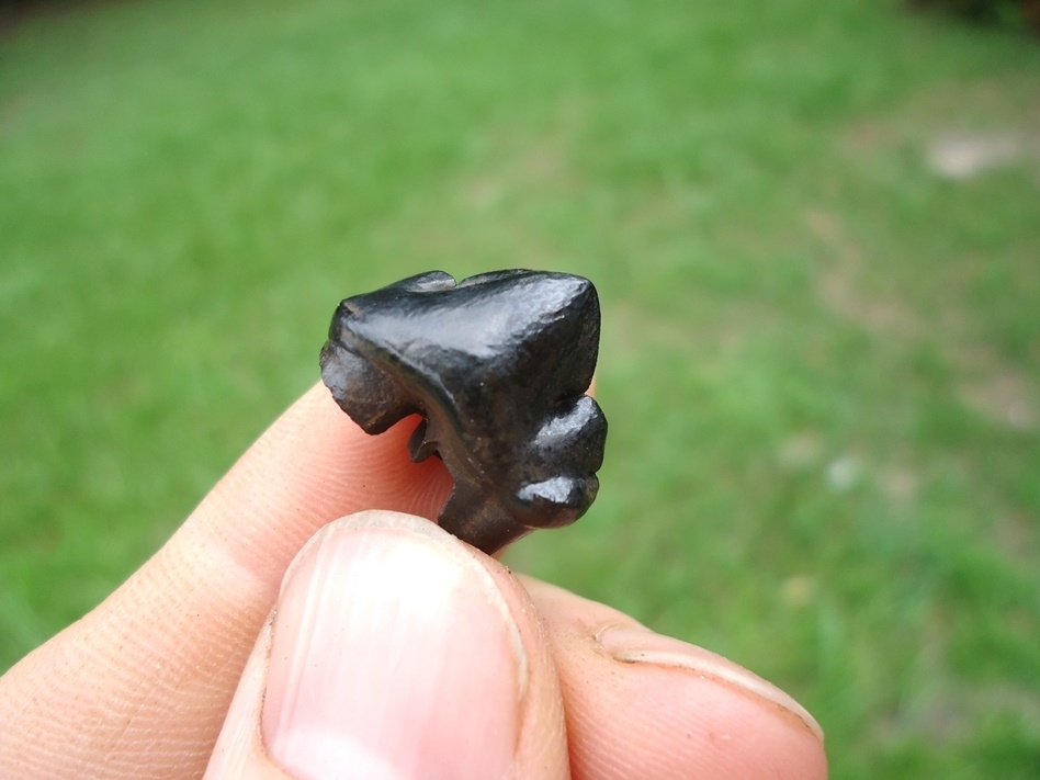 Large image 4 Gorgeous Glossy Black Jaguar Premolar