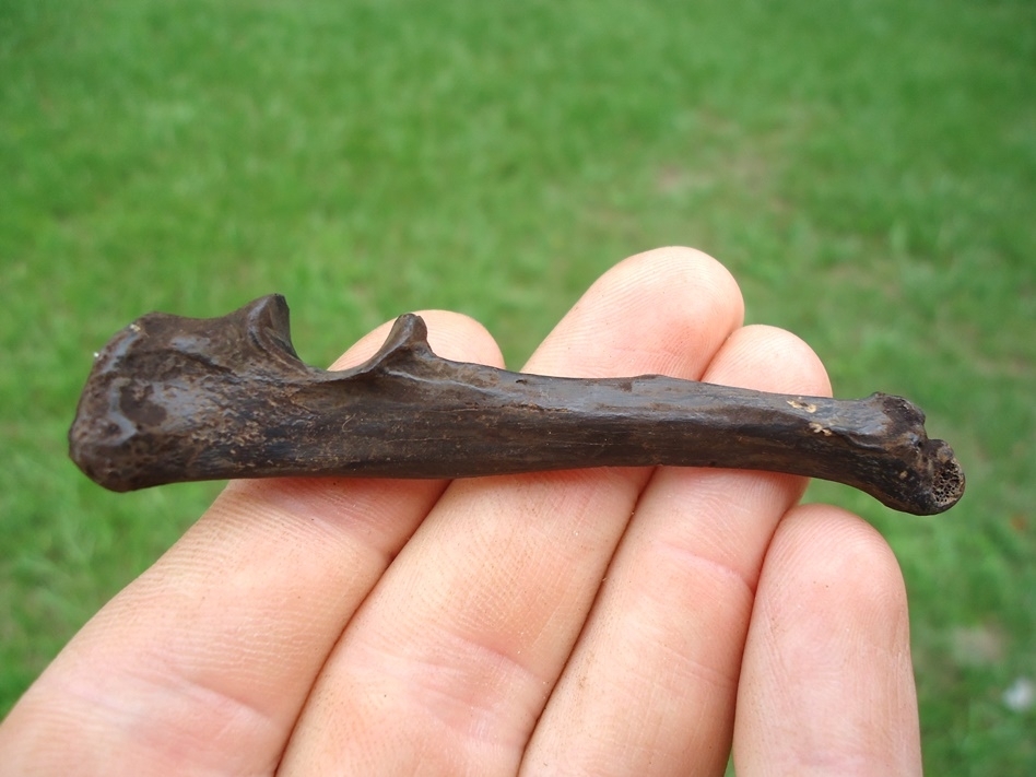 Large image 1 Quality Otter Ulna