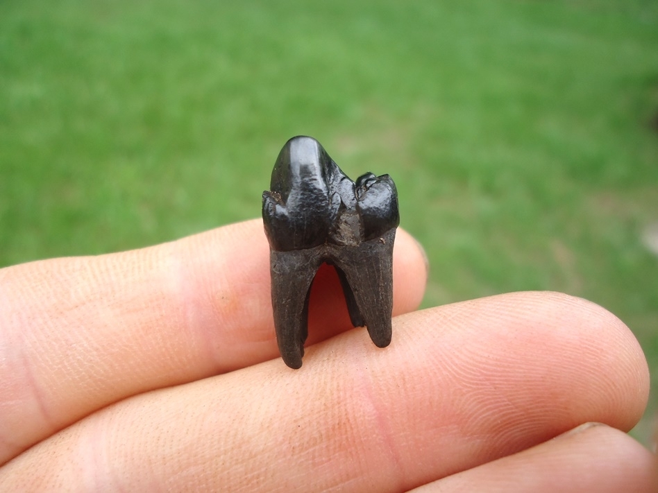 Large image 1 Beautiful Jet Black Peccary Premolar