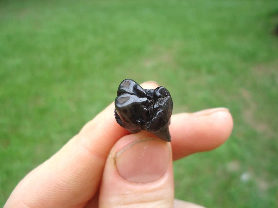 Large image 2 Beautiful Jet Black Peccary Premolar