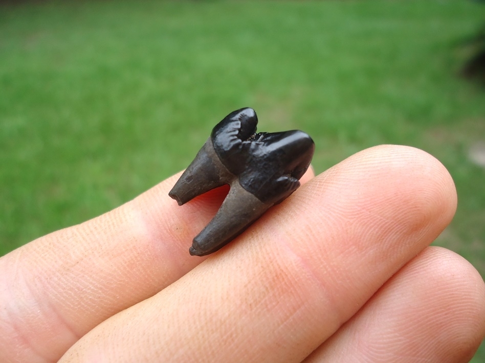 Large image 3 Beautiful Jet Black Peccary Premolar