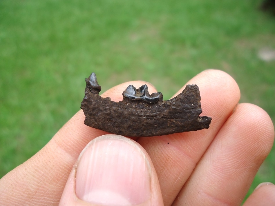 Large image 1 Uncommon Mink Mandible with Two Teeth