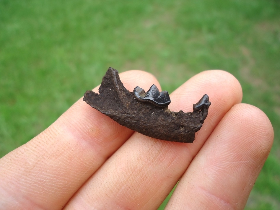 Large image 3 Uncommon Mink Mandible with Two Teeth