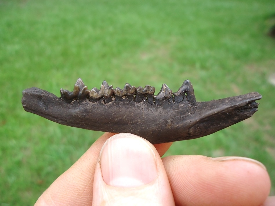 Large image 1 Awesome Opossum Mandible with Six Teeth