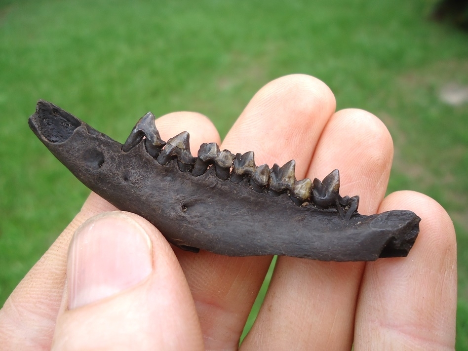 Large image 3 Awesome Opossum Mandible with Six Teeth