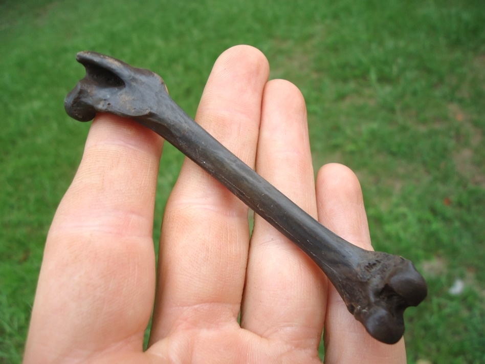 Large image 1 Top Quality Cotton-Tailed Rabbit Femur