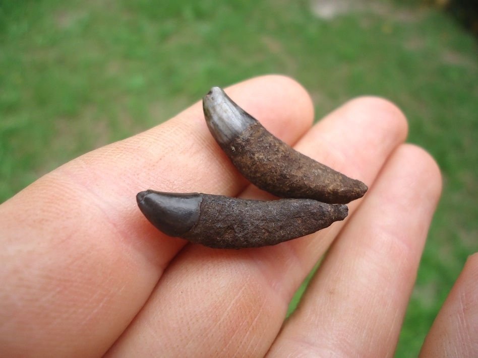 Large image 1 Two Rare Florida Dolphin Teeth