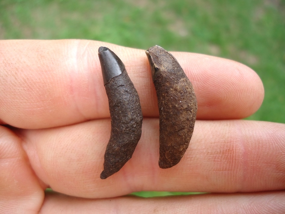 Large image 2 Two Rare Florida Dolphin Teeth