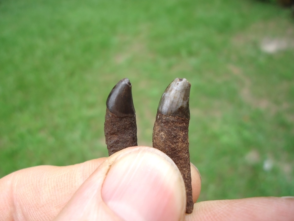 Large image 3 Two Rare Florida Dolphin Teeth