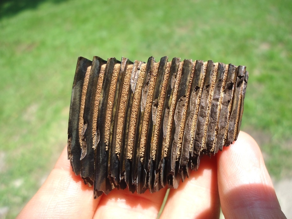 Large image 1 World Class Capybara Molar