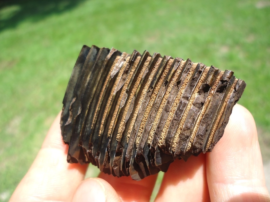 Large image 5 World Class Capybara Molar